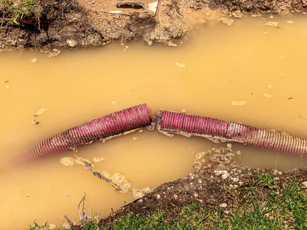 Best Carpet water damage restoration  in Trinity, TX